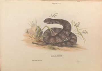 Todesotter, Acanthophis antarctica